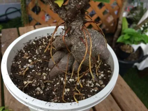 【必見】多肉植物 根が土から出てくる！原因と正しいケア方法を徹底解説